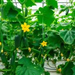 Semințe castraveți cu flori feminine: secretul recoltelor bogate și stabile