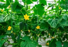 Semințe castraveți cu flori feminine: secretul recoltelor bogate și stabile